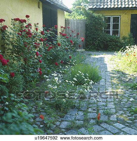 Red roses in paved courtyard in front of pastel yellow traditional Scandinavian house View Large Photo Image Stock Image - Red roses in paved courtyard in front of pastel yellow traditional Scandinavian house. Fotosearch
