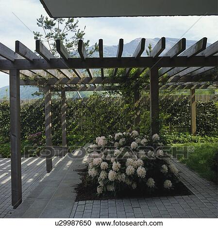 Rhododendron at the base of a pergola pillar with fence and hills behind. View Large Photo Image Stock Image - Rhododendron at the base of a pergola pillar with fence and hills behind.. Fotosearch