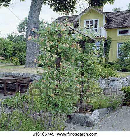 Rose arch in country garden in summer View Large Photo Image Stock Photography - Rose arch in country garden in summer. Fotosearch