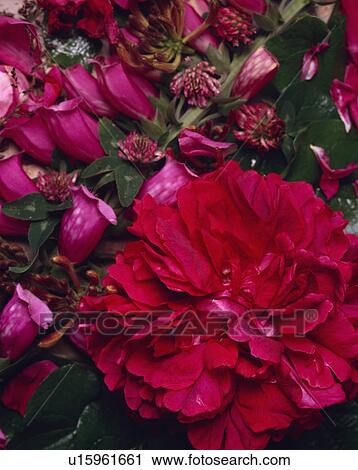 Stock Image - rose, red, scented, still-life, plants. Fotosearch