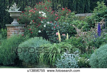 Stock Photography - Roses with santolina and stachys in herbaceous border in large country garden in summer. Fotosearch