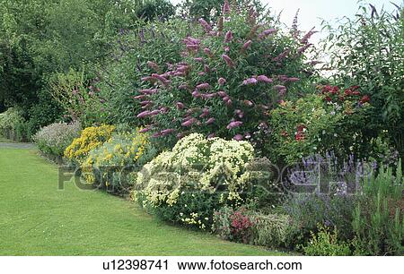 Santolina and lavender with purple buddleia in herbaceous border in country garden in summer View Large Photo Image Stock Image - Santolina and lavender with purple buddleia in herbaceous border in country garden in summer. Fotosearch