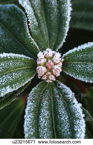 shrub, winter, frost, viburnum davidii, plants View Large Photo Image Stock Image - shrub, winter, frost, viburnum davidii, plants. Fotosearch