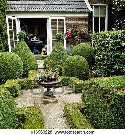 Small courtyard by open french windows with a fuchsia in a stone urn surrounded with low box hedge beds with large box topiary. View Large Photo Image Stock Photo - Small courtyard by open french windows with a fuchsia in a stone urn surrounded with low box hedge beds with large box topiary.. Fotosearch