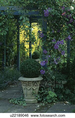 Stock Photograph - Small shrubs in pots in country garden. Fotosearch