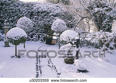 Snow on clipped shrubs in country garden in winter View Large Photo Image Stock Photo - Snow on clipped shrubs in country garden in winter. Fotosearch