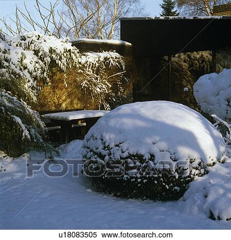 Snow on clipped shrubs in country garden in winter View Large Photo Image Stock Photography - Snow on clipped shrubs in country garden in winter. Fotosearch