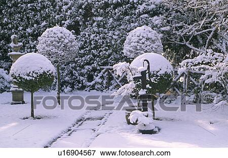 Snow on clipped trees and path in country garden in winter View Large Photo Image Stock Photo - Snow on clipped trees and path in country garden in winter. Fotosearch