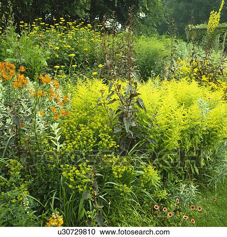 Stock Image - Solidago in flowering borders in country garden in summer. Fotosearch
