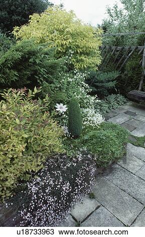 Stock Image - Spiraea and sambucus in raised summer garden border beside paved path . Fotosearch