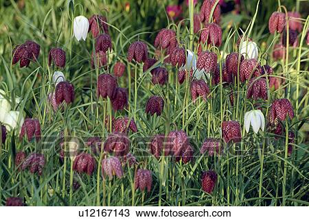 spring, fritillaria meleagris, pink, snakeshead fritillary, plants View Large Photo Image Stock Image - spring, fritillaria meleagris, pink, snakeshead fritillary, plants. Fotosearch
