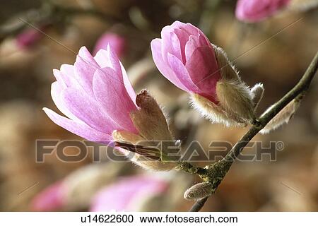 Stock Image - spring, magnolia soulangiana, pink, plants. Fotosearch