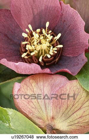 spring, pink, perennial, helleborus orientalis, plants View Large Photo Image Stock Photo - spring, pink, perennial, helleborus orientalis, plants. Fotosearch