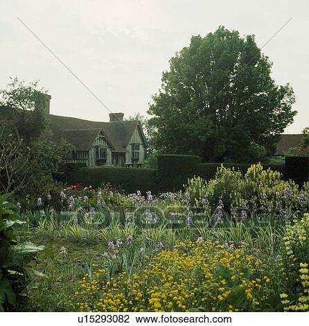 Stock Image - Spring plants in front of clipped hedge in country garden. Fotosearch