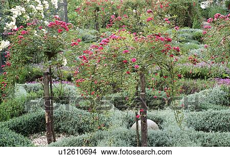 Picture - Standard Rosa "Irene Watts" in knot garden with low clipped lavender hedges. Fotosearch