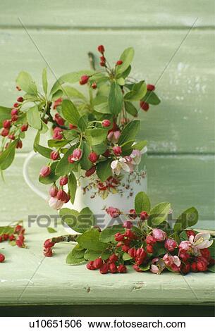 Still-Life of apple blossom in jug View Large Photo Image Stock Photograph - Still-Life of apple blossom in jug. Fotosearch