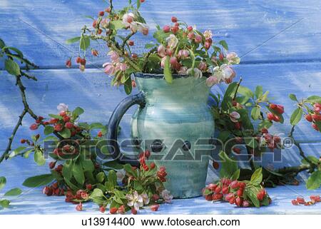 Still-Life of apple blossom View Large Photo Image Stock Image - Still-Life of apple blossom. Fotosearch