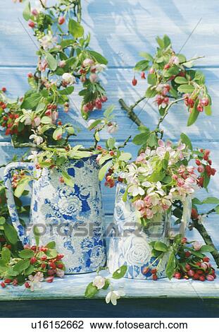 Still-Life of apple blossom View Large Photo Image Stock Image - Still-Life of apple blossom. Fotosearch