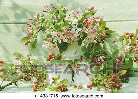 Still-Life of apple blossom View Large Photo Image Stock Photography - Still-Life of apple blossom. Fotosearch