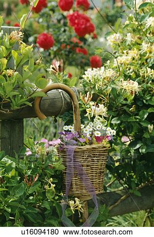 Still-Life of basket and summer flowers View Large Photo Image Stock Image - Still-Life of basket and summer flowers. Fotosearch