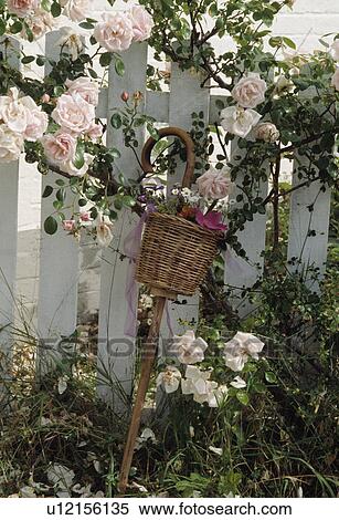 Still-Life of basket on walking stick below pink roses View Large Photo Image Stock Photography - Still-Life of basket on walking stick below pink roses. Fotosearch