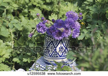 Still-Life of blue cornflowers in vase View Large Photo Image Stock Photo - Still-Life of blue cornflowers in vase. Fotosearch