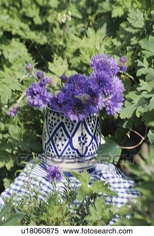 Still-Life of blue cornflowers View Large Photo Image Stock Photography - Still-Life of blue cornflowers. Fotosearch