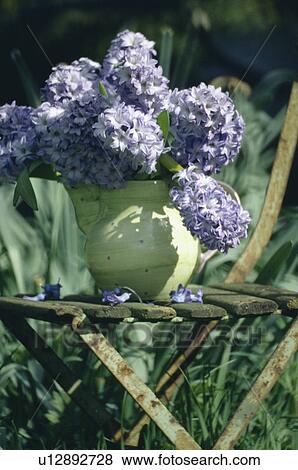Stock Photo - Still-Life of blue hydrangeas in jug. Fotosearch