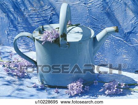 Still-Life of blue watering can View Large Photo Image Stock Photography - Still-Life of blue watering can. Fotosearch