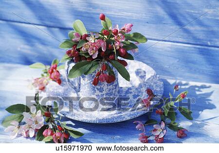 Still-Life of blue+white jugs and apple blossom View Large Photo Image Stock Image - Still-Life of blue+white jugs and apple blossom. Fotosearch