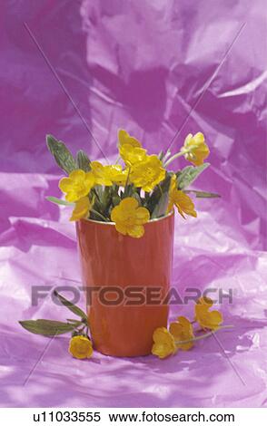 Still-Life of buttercups in orange vase View Large Photo Image Stock Photography - Still-Life of buttercups in orange vase. Fotosearch