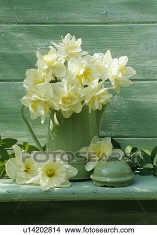 Still-Life of daffodils in jug View Large Photo Image Picture - Still-Life of daffodils in jug. Fotosearch