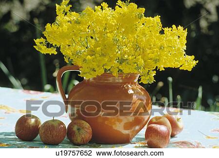 Stock Image - Still-Life of daffodils in orange jug. Fotosearch