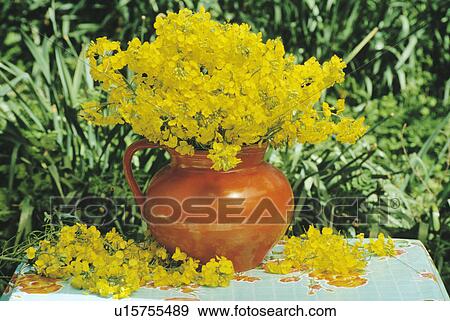 Still-Life of daffodils in orange jug View Large Photo Image Stock Photo - Still-Life of daffodils in orange jug. Fotosearch
