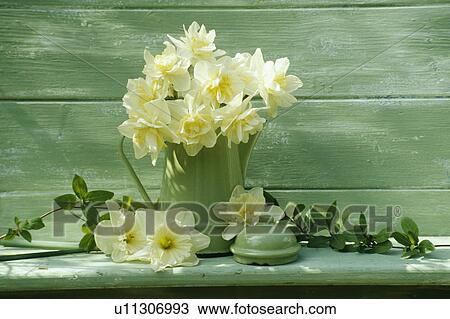 Still-Life of daffodils View Large Photo Image Stock Image - Still-Life of daffodils. Fotosearch