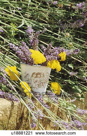 Still-Life of lavender View Large Photo Image Stock Image - Still-Life of lavender. Fotosearch