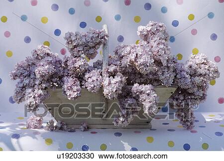Stock Image - Still-Life of lilac in wooden trug. Fotosearch