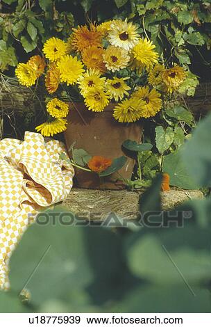 Still-Life of marigolds in vase View Large Photo Image Stock Photo - Still-Life of marigolds in vase. Fotosearch