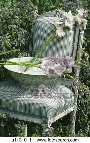 Stock Image - Still-Life of mauve gladioli on chair. Fotosearch