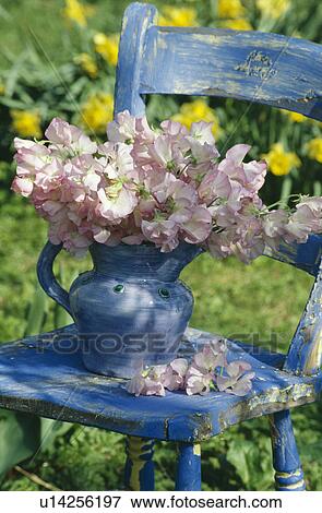 Still-Life of mauve sweetpeas in blue jug on chair View Large Photo Image Stock Photo - Still-Life of mauve sweetpeas in blue jug on chair. Fotosearch