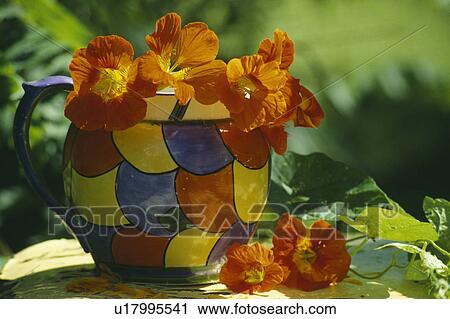 Still-Life of orange nasturtiums in colourful jug View Large Photo Image Stock Image - Still-Life of orange nasturtiums in colourful jug. Fotosearch