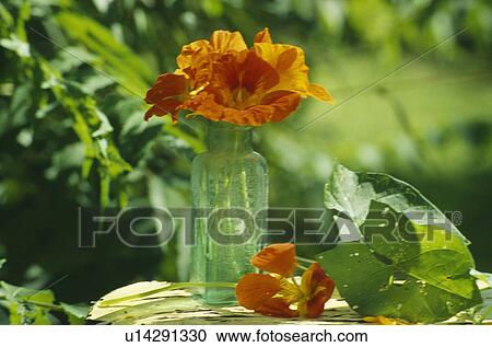 Still-Life of orange nasturtiums in vase View Large Photo Image Stock Image - Still-Life of orange nasturtiums in vase. Fotosearch