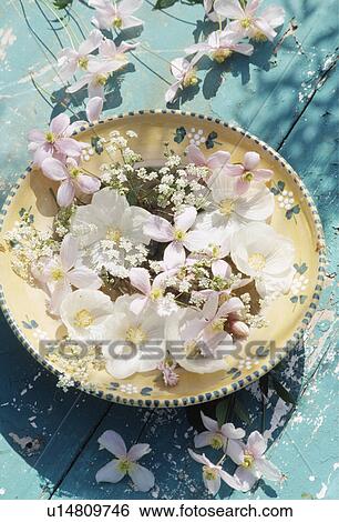 Still-Life of pink and white petals View Large Photo Image Stock Photograph - Still-Life of pink and white petals. Fotosearch