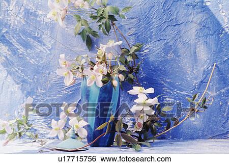 Still-Life of pink clematis and blue vase View Large Photo Image Stock Photograph - Still-Life of pink clematis and blue vase. Fotosearch