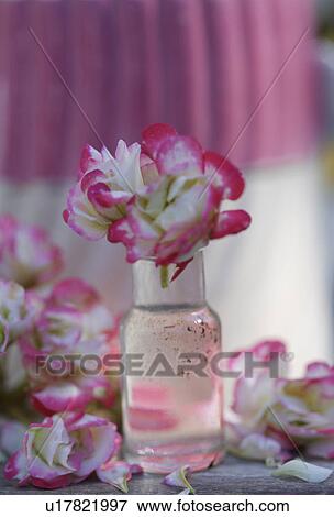Stock Photo - Still-Life of pink geranium in glass vase. Fotosearch