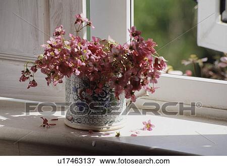 Still-Life of pink geraniums in cup View Large Photo Image Stock Photo - Still-Life of pink geraniums in cup. Fotosearch