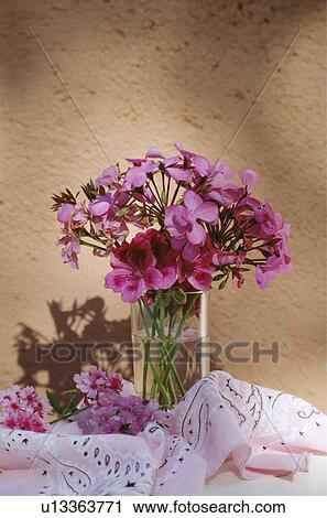 Stock Image - Still-Life of pink geraniums. Fotosearch