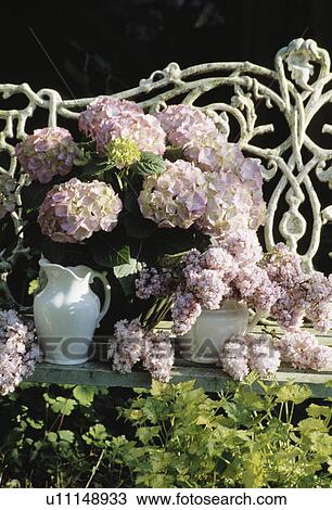 Still-Life of pink hydrangeas View Large Photo Image Stock Image - Still-Life of pink hydrangeas. Fotosearch