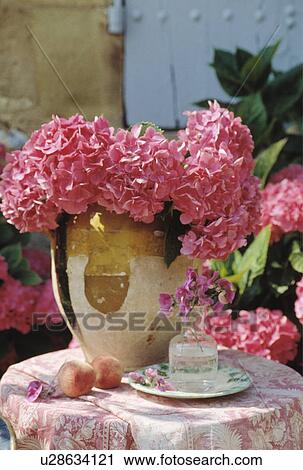 Stock Image - Still-Life of pink hydrangeas. Fotosearch