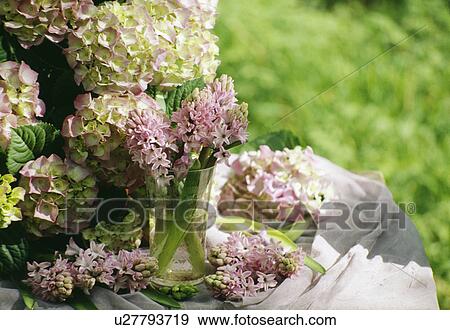 Still-Life of pink hydrangeas View Large Photo Image Stock Photo - Still-Life of pink hydrangeas. Fotosearch